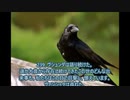ヨーガ・ヴァーシシュタ６－１８