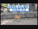 春日大社の鹿   2022年8月27日