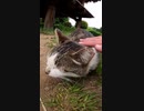 地域猫が幸せそうに暮らしていら#Shorts【野良猫】【感動猫】