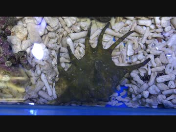 念願のクモガイ