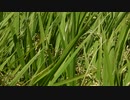 風で草が擦れ合う音（稲）【フリー素材あそび】