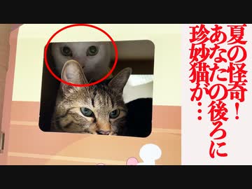夏の怪奇！あなたの後ろにウチューネコチャンが…