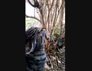 【チョイ動画】ニャンコの可愛い匂いづけ