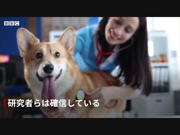 犬も「うれし涙」を流す、日本の研究チームが発表
