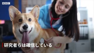 犬も「うれし涙」を流す、日本の研究チームが発表