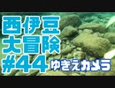 西伊豆大冒険#44