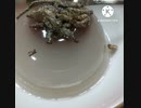 水羊羮にいそ松葉相性抜群 運命の出会いの羊羮 違った予感
