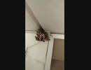ホモと見る　サノスVS蜂