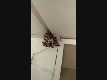 ホモと見る　サノスVS蜂