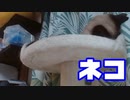 【Splatoon3】前夜祭マッチングできなかった動画【録画テスト】
