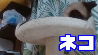 【Splatoon3】前夜祭マッチングできなかった動画【録画テスト】