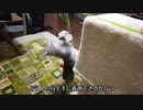【アオくんと着地】着地下手な子猫が可愛すぎる