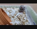 ハムスター飼いました。その136～2022年8月だよ!!体重測定だよ!!～