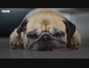 日本の研究チームが発表　「犬も嬉し涙を流す」