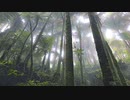 究極の作業用サウンドスケープ・熱帯雨林音源 (夜明け)　高価な100khzまで収録できるマイクを、無謀にも高温多湿の熱帯雨林に持ち込み数日間録音しました