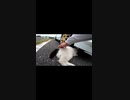 自動車の下に潜り込んだ野良猫を・・・！？#Shorts【野良猫】【感動猫】