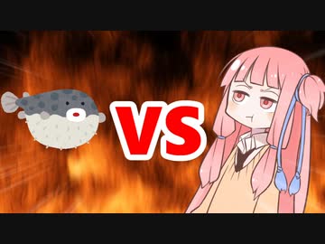 茜ちゃんVSフグ