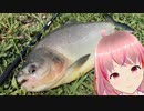 コロソマも毎年一回は釣っとかないとな。
