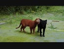 【stray】猫がｶﾜｲｲゲームを序盤だけ遊ぶ