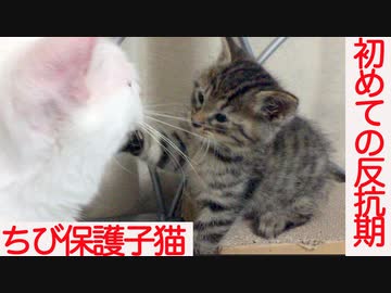 ひかえめちび子猫、初めての反抗期を迎える
