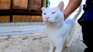 神社の白猫は神の使い?擦り寄ってくる白猫ちゃんがかわいい