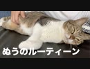 うちの猫のお腹もみもみぽよぽよ