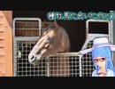 【琴葉姉妹旅行】種牡馬に会いに行こう　【競馬】