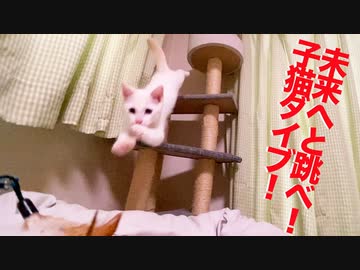 末っ子保護子猫、明日へと羽ばたくダイビング