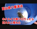 富山県八重津浜までホタルイカ獲りに行ったら巨大カニとフグが獲れちゃいました！