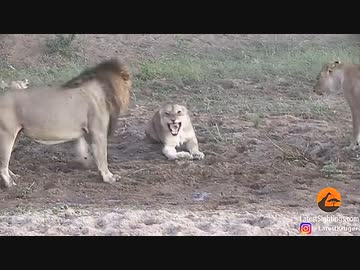 ホモと見るメスライオン同士の争いでコミュニティが崩壊する瞬間