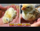 【ぴ】孵化したヒヨコの入浴　病気　闘病　死