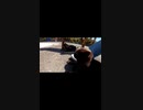 フフフ君らはやっぱり猫だねｗ#Shorts【野良猫】【感動猫】
