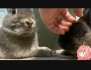 【ウサギ】うさうさざつだん　八月号【琴葉茜】