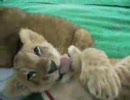 コーギー vs 赤ちゃんニャンコ？