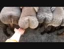 ホモと見る　プリケツ羊