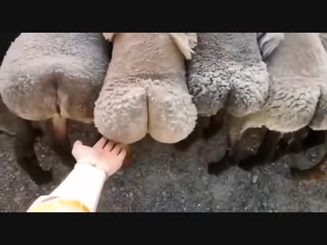 ホモと見る　プリケツ羊