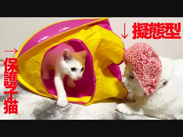 擬態型珍獣、破天荒子猫を欺く