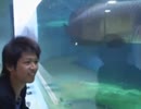 大和くんと宮島デート その2 宮島水族館ルートA