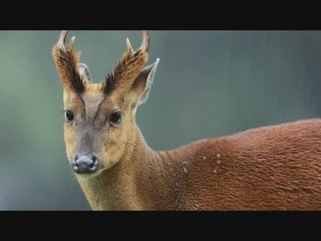 ブルアカで抜いたハルヒを庇うキョンのモノマネ