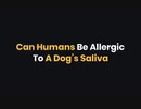 Can Humans Be Allergic To A Dog’s Saliva