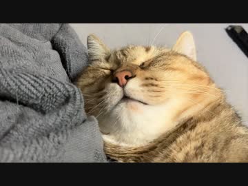 今度こそ平和に過ごすタタルさん