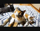 大きくなっても母乳から離れられない子猫【8月】