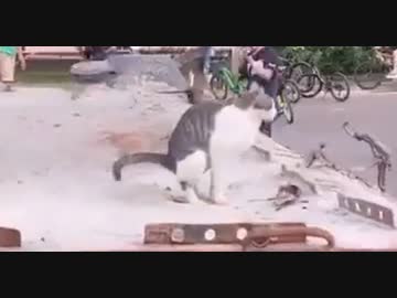 ホモと見る　破壊されたロシア軍の装甲車にクソする猫さん