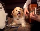 ホモと見る　ご主人のギターに合わせて100BPMをキープする犬さん