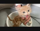 長毛種の子猫をお風呂に入れたら別人になりましたｗｗ【シャンプー】
