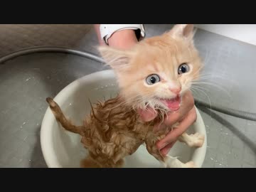長毛種の子猫をお風呂に入れたら別人になりましたｗｗ【シャンプー】