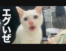 小さくてエグいフレーメン反応、炸裂する