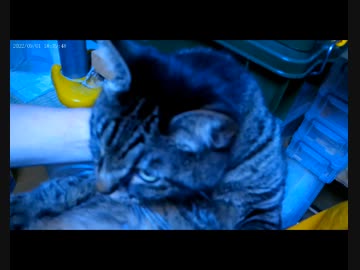 今月の体重測定【蒼民家の猫々】
