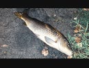 【釣り・ニコ生】東京の浮間公園で鯉釣り＠おまけ動画あり！【VLOG】