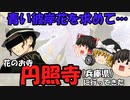 【ゆっくり茶番旅】青い彼岸花を求めて「花の寺」円照寺さんへ行ってきた